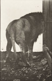 Plate 724 Lion walking and turning around — figure reference